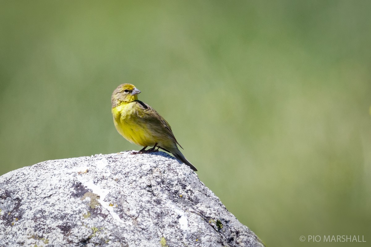 Grassland Yellow-Finch - Pio Marshall