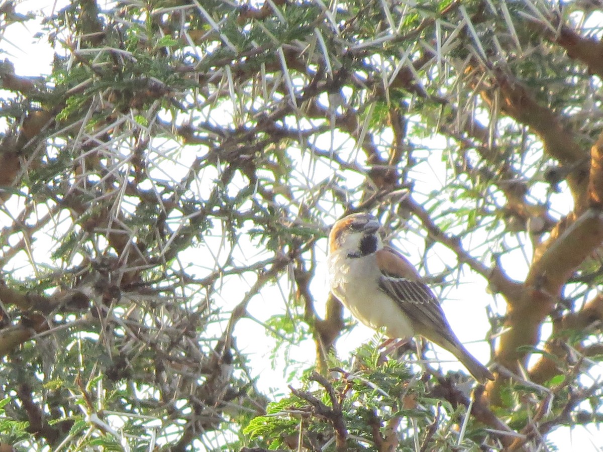 Shelley's Rufous Sparrow - ML125560871