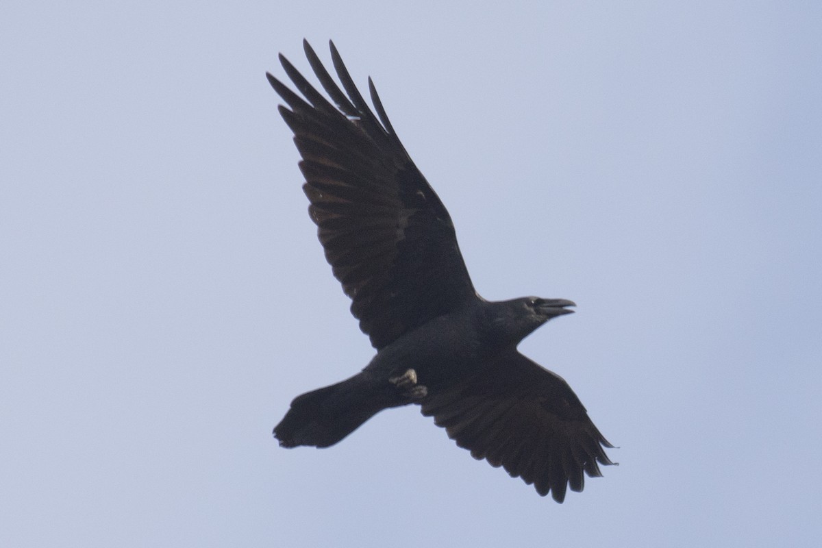 Common Raven - David Brown