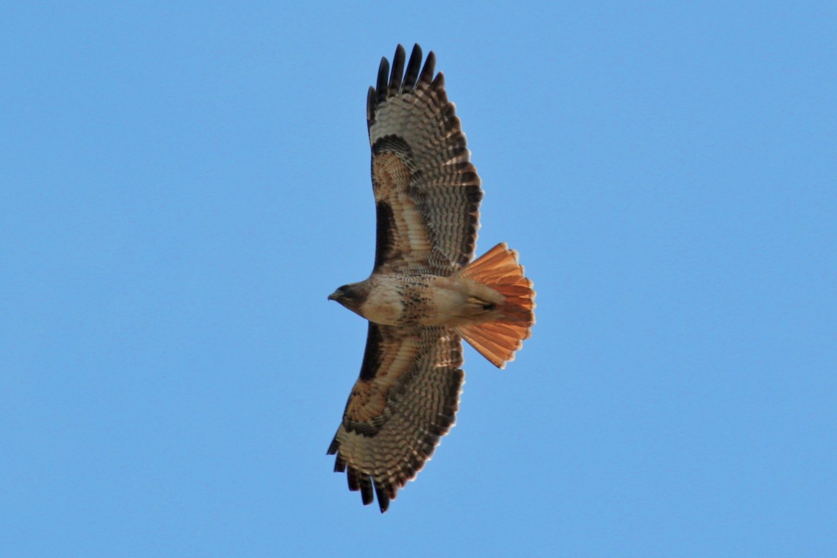 Red-tailed Hawk - I'm Birding Right Now (Teresa & Miles Tuffli)