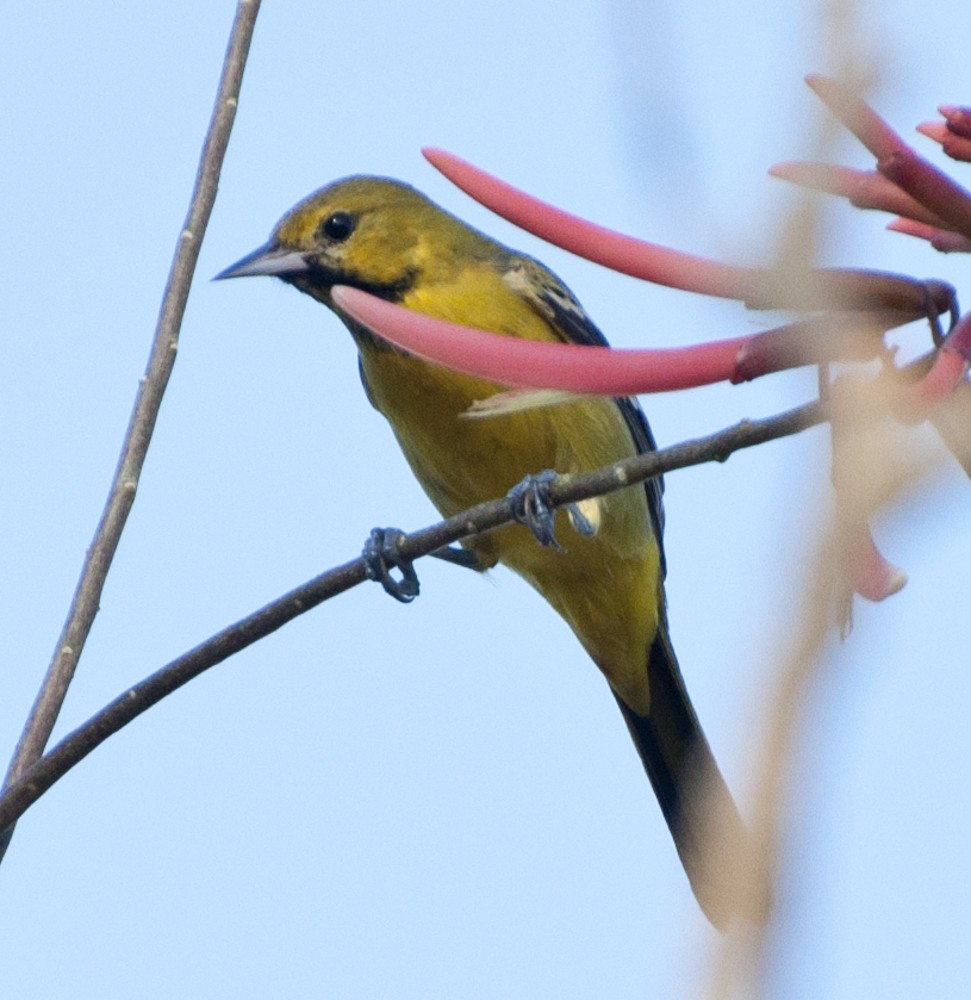 Orchard Oriole - ML125567571