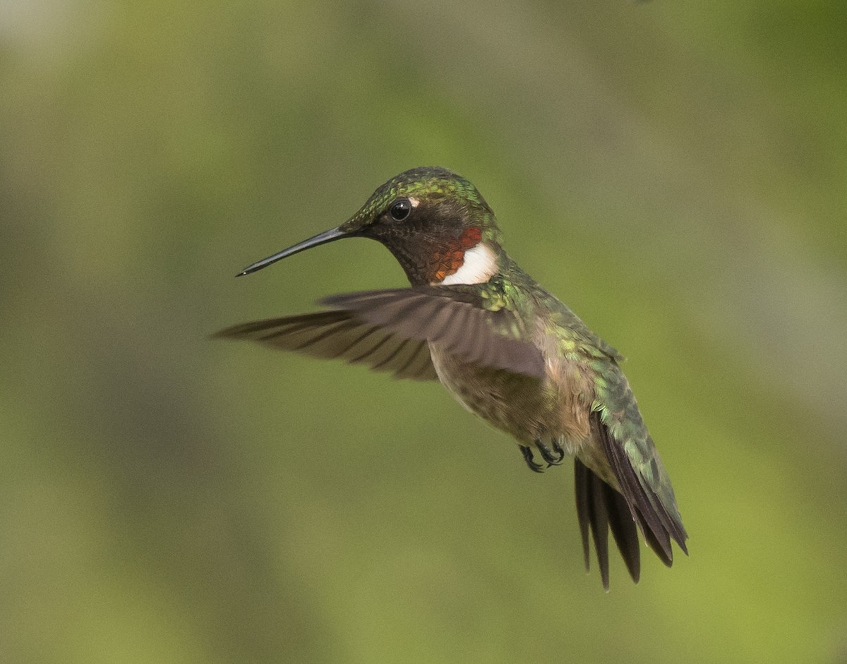Ruby-throated Hummingbird - ML125569491