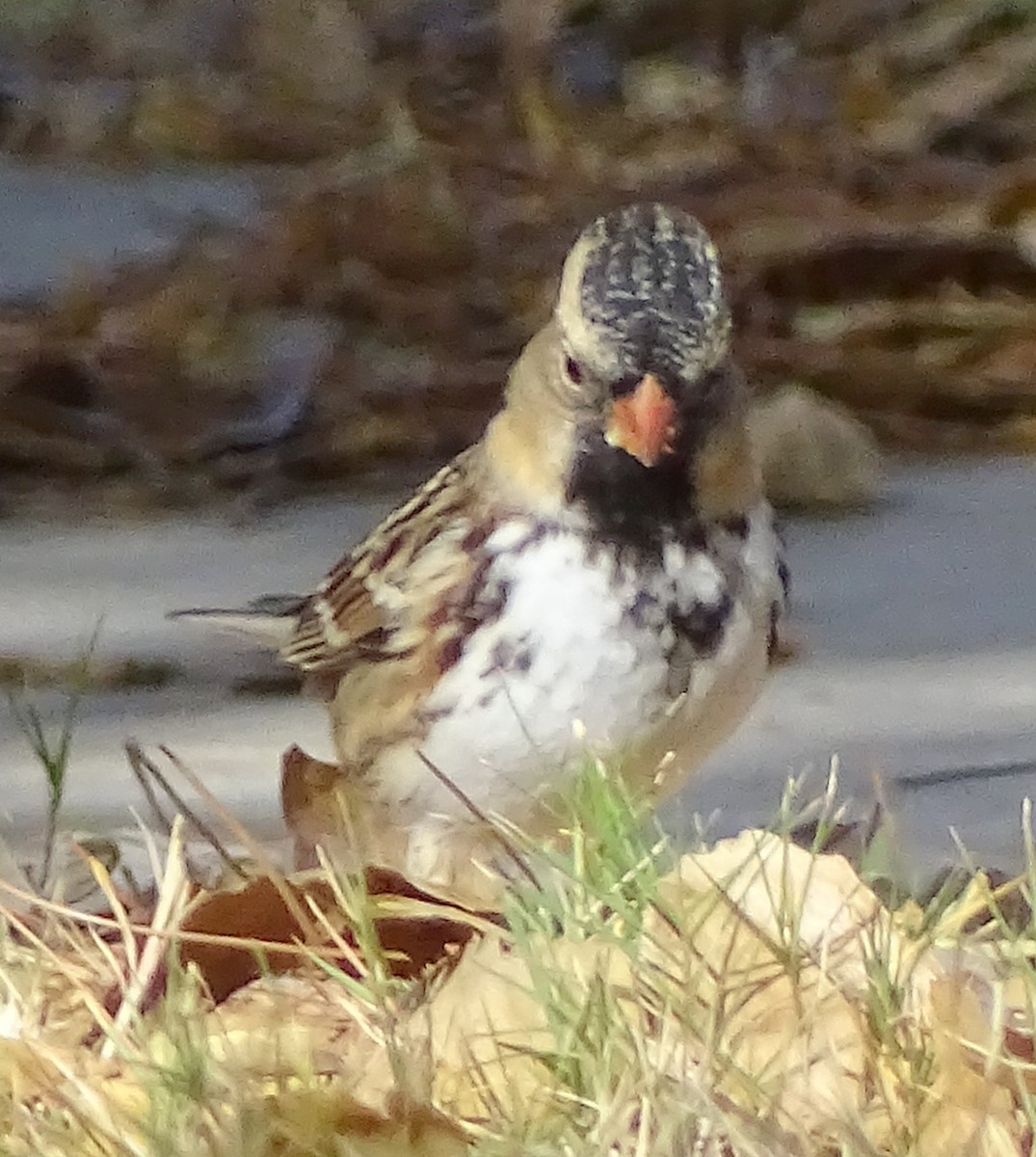 Harris's Sparrow - ML125572011