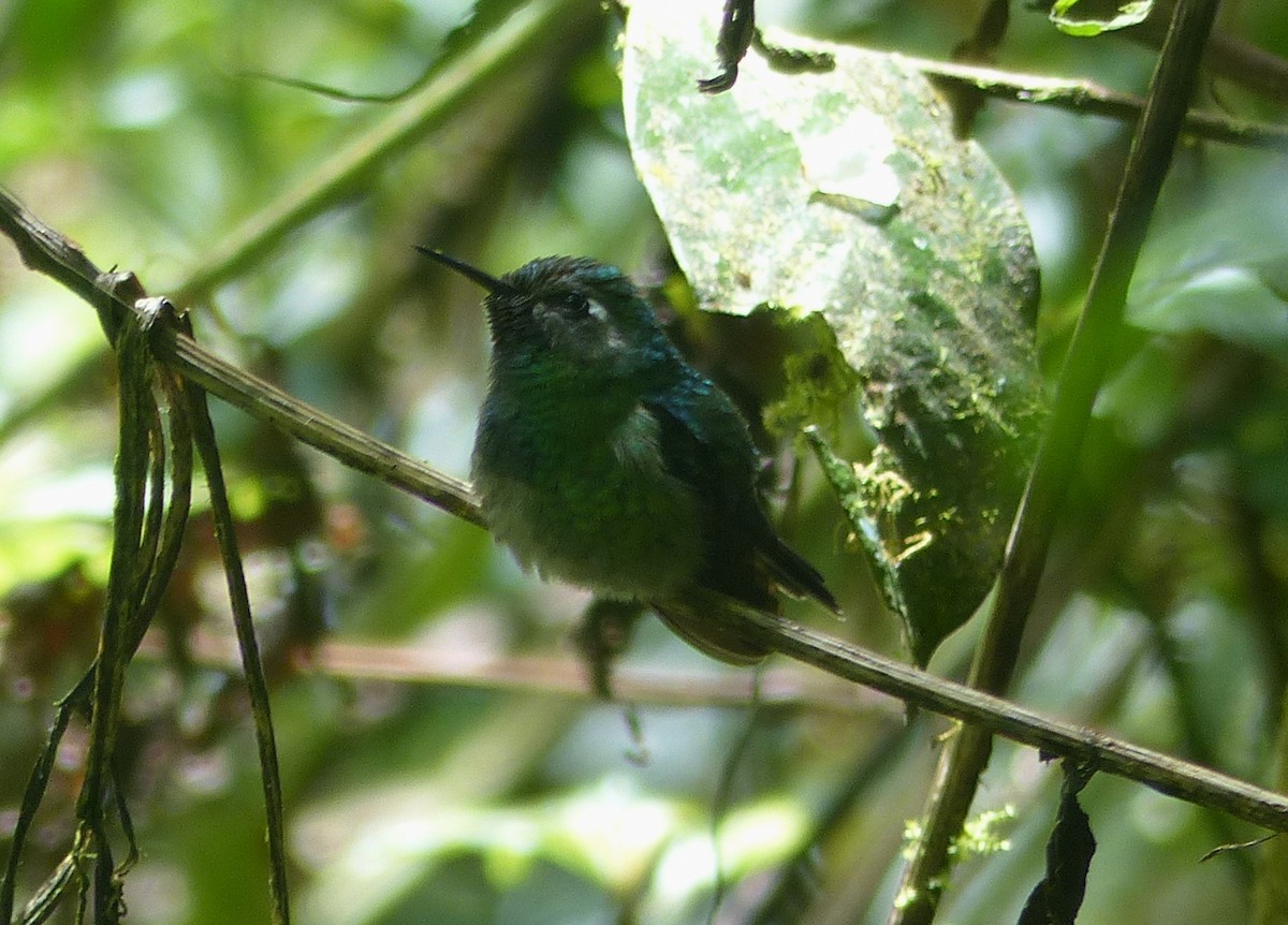 Emerald-chinned Hummingbird - Carolyn Wilcox