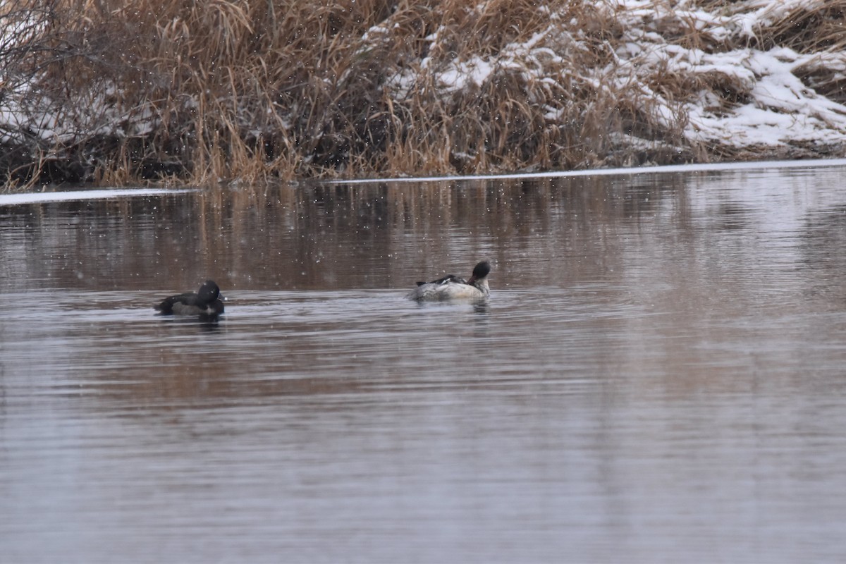 Ring-necked Duck - Ryne Rutherford