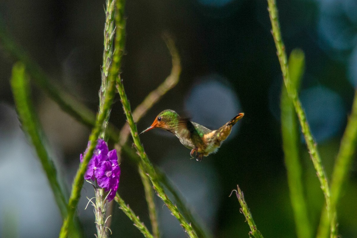 Rufous-crested Coquette - Murielle Moya