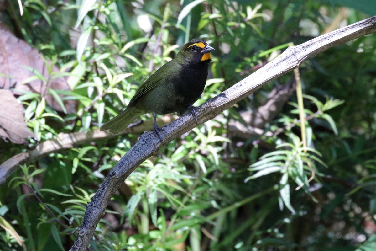 Yellow-faced Grassquit - Rafael Chaves
