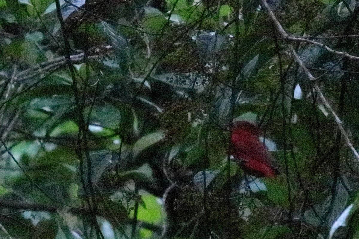 Summer Tanager - Rafael Chaves