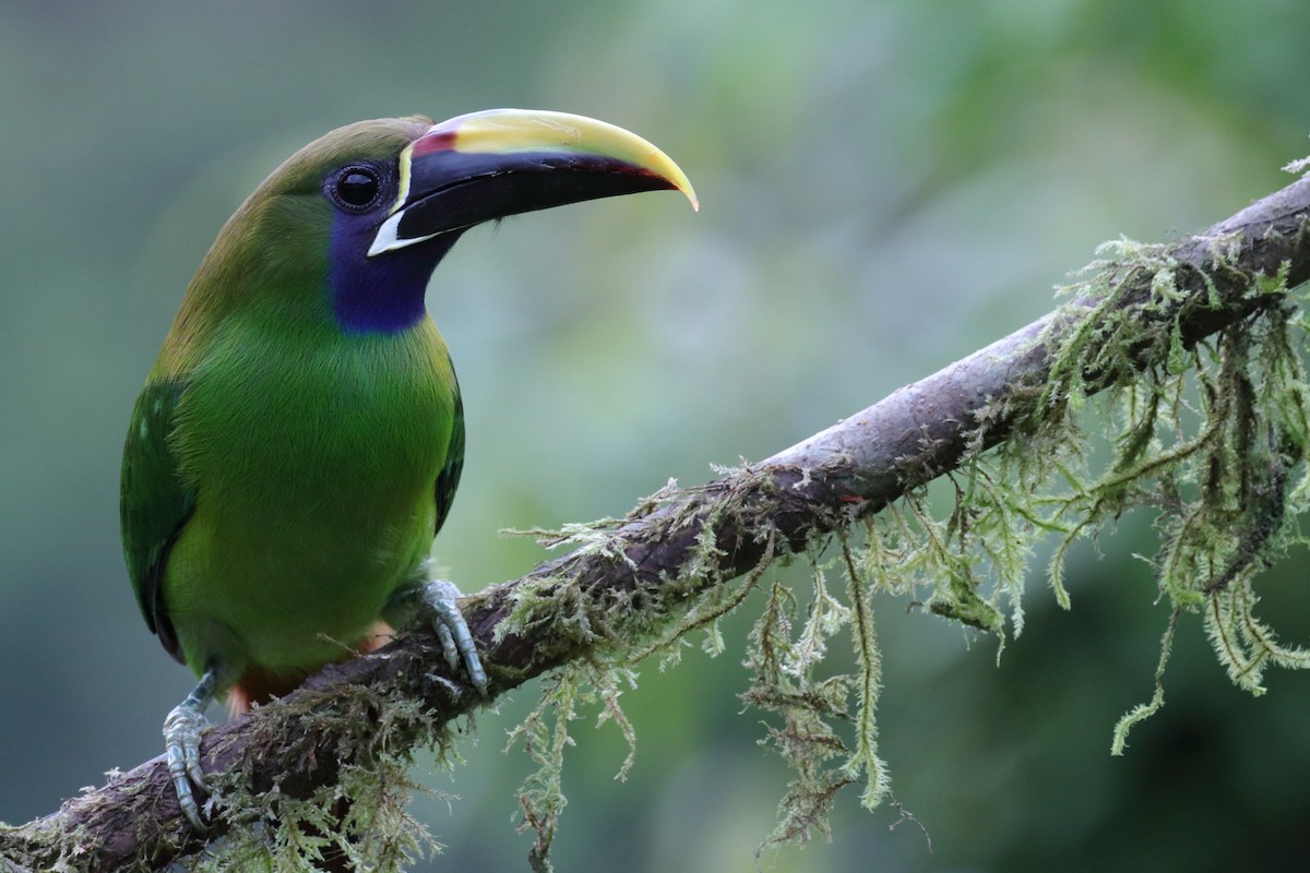 Northern Emerald-Toucanet - Rafael Chaves