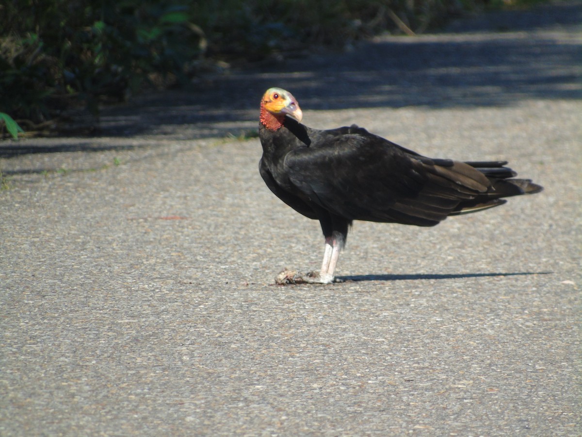 Lesser Yellow-headed Vulture - Edwin Torres
