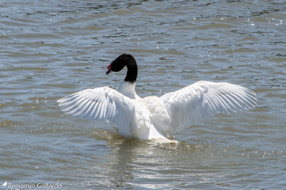 Black-necked Swan - ML125585811