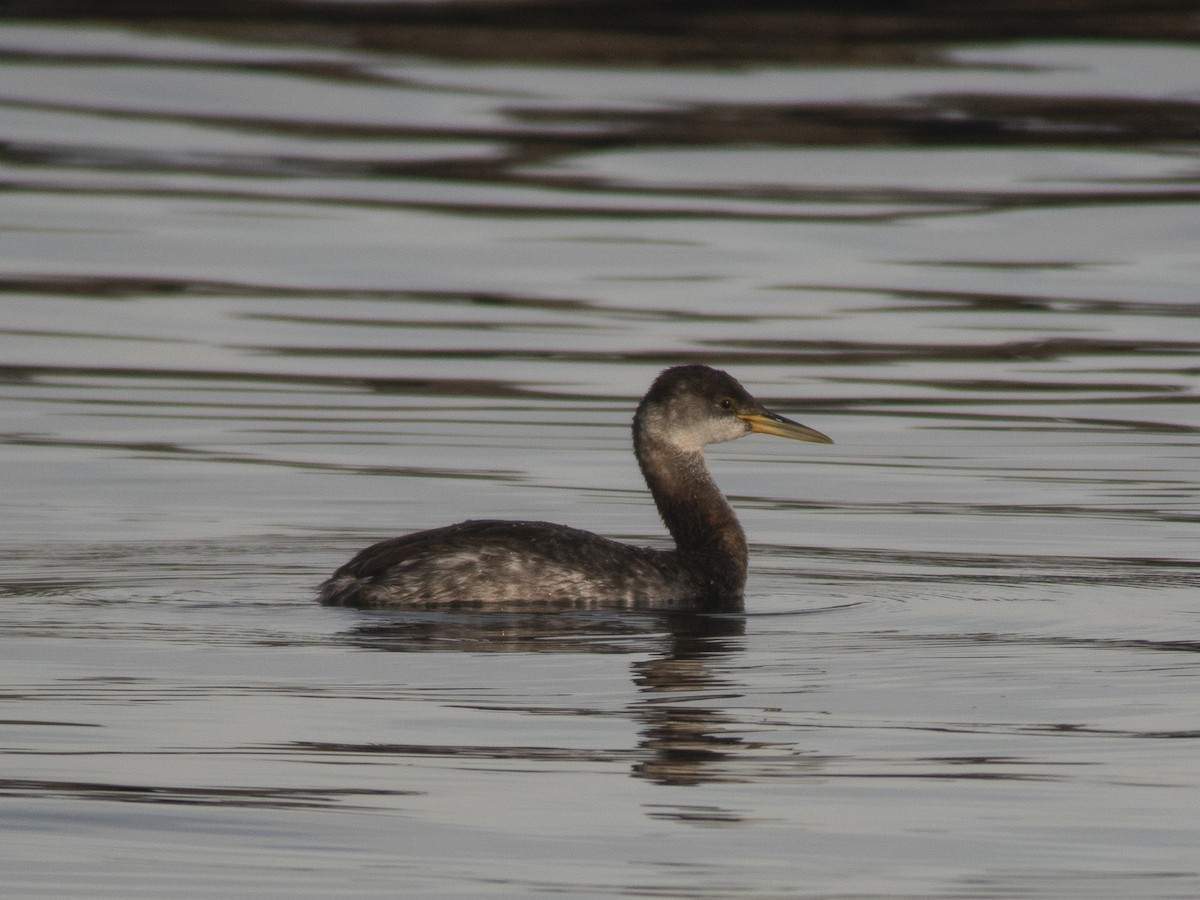 Red-necked Grebe - ML125586021