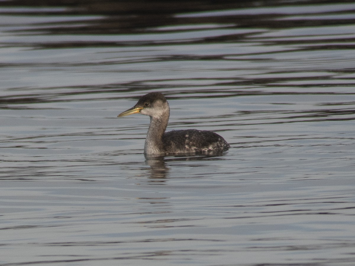 Red-necked Grebe - ML125586051