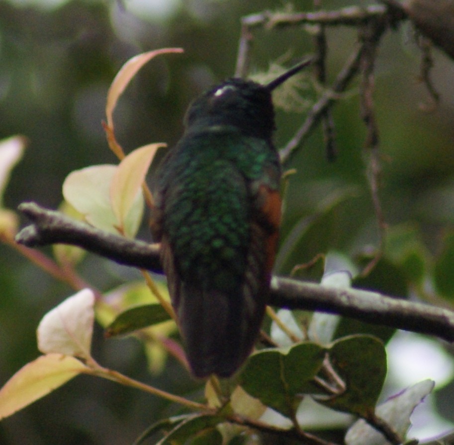 Garnet-throated Hummingbird - Nestor Herrera