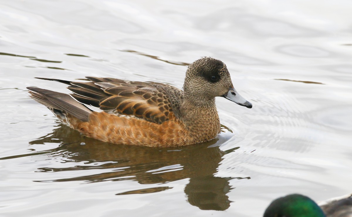 American Wigeon - Devin Griffiths