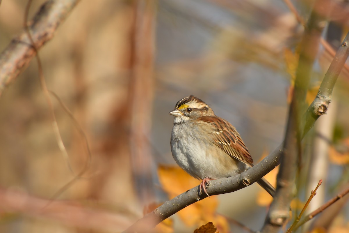 White-throated Sparrow - Jonathan Irons