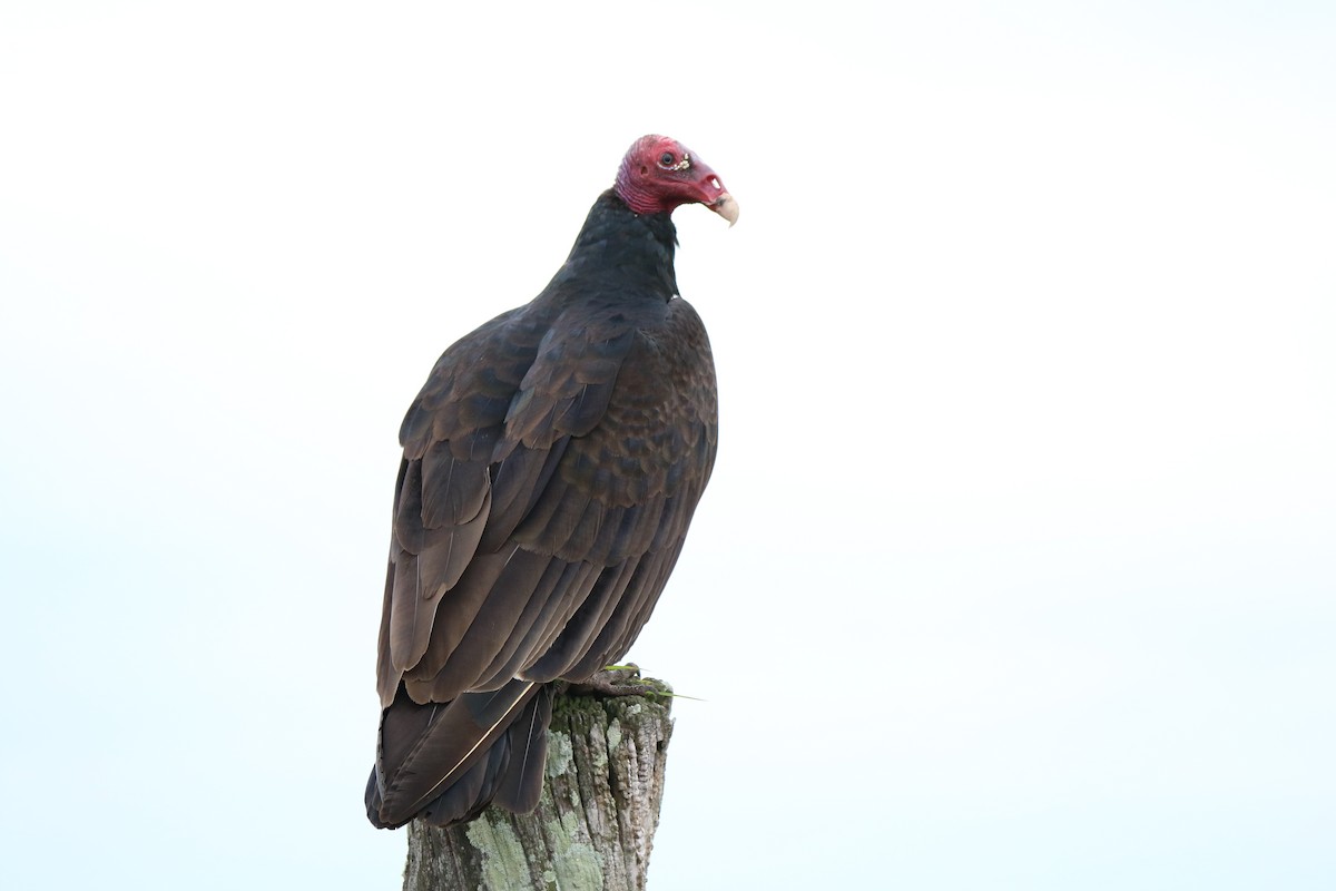 Turkey Vulture - Francois et Jacqueline Lacasse