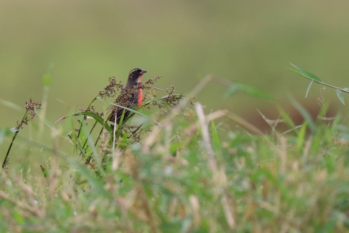 Red-breasted Meadowlark - Francois et Jacqueline Lacasse