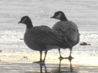 Cackling Goose (Richardson's), ML125597941