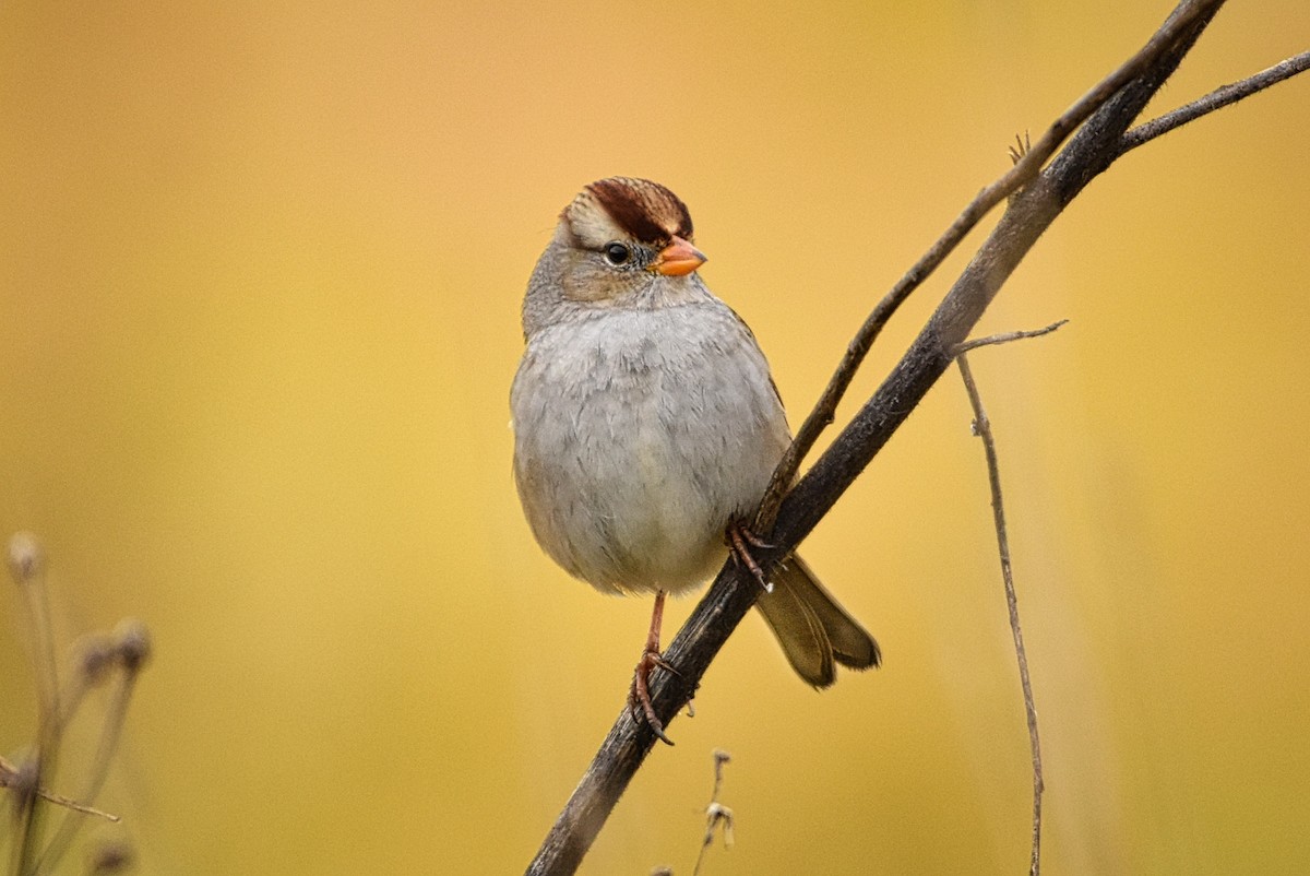 White-crowned Sparrow - ML125597981