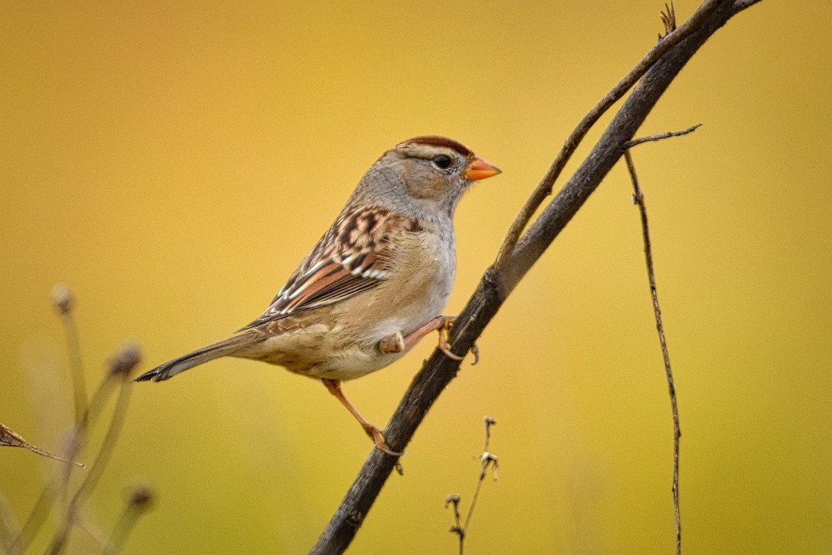White-crowned Sparrow - ML125597991