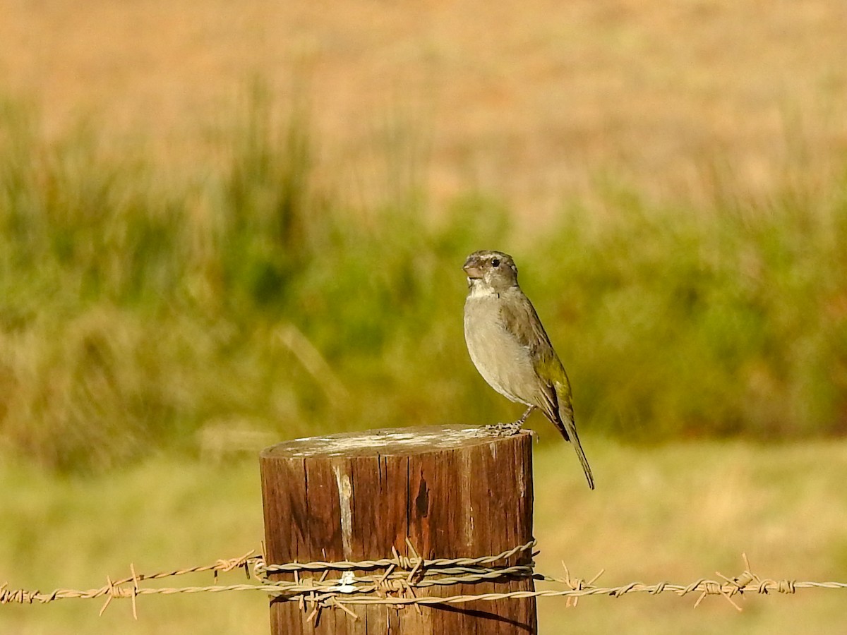 White-throated Canary - ML125601381
