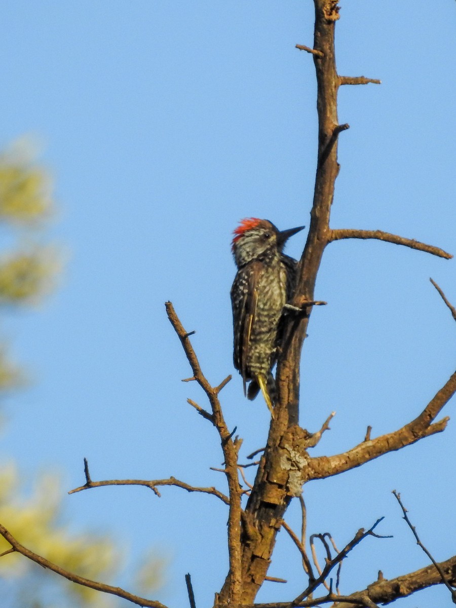 Cardinal Woodpecker - ML125601851