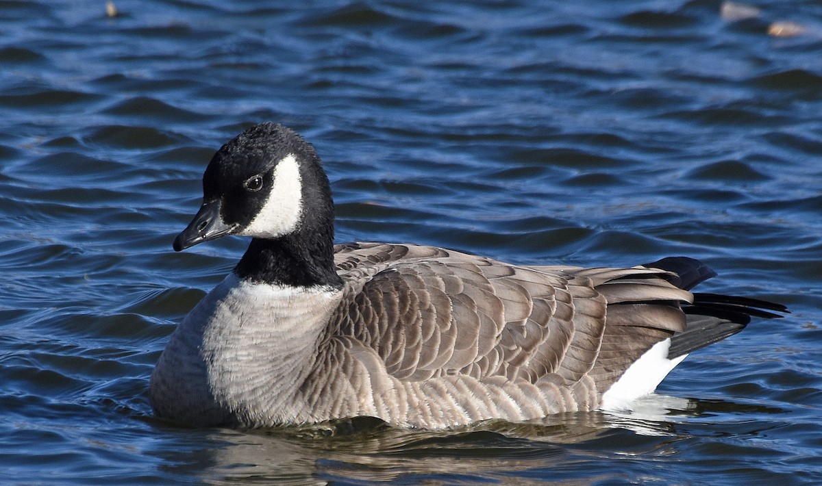Cackling Goose (Richardson's) - ML125604781