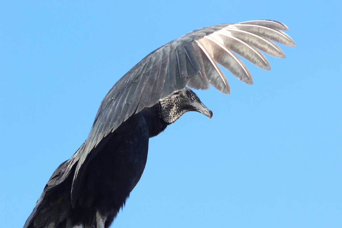 Black Vulture - Gary Leavens