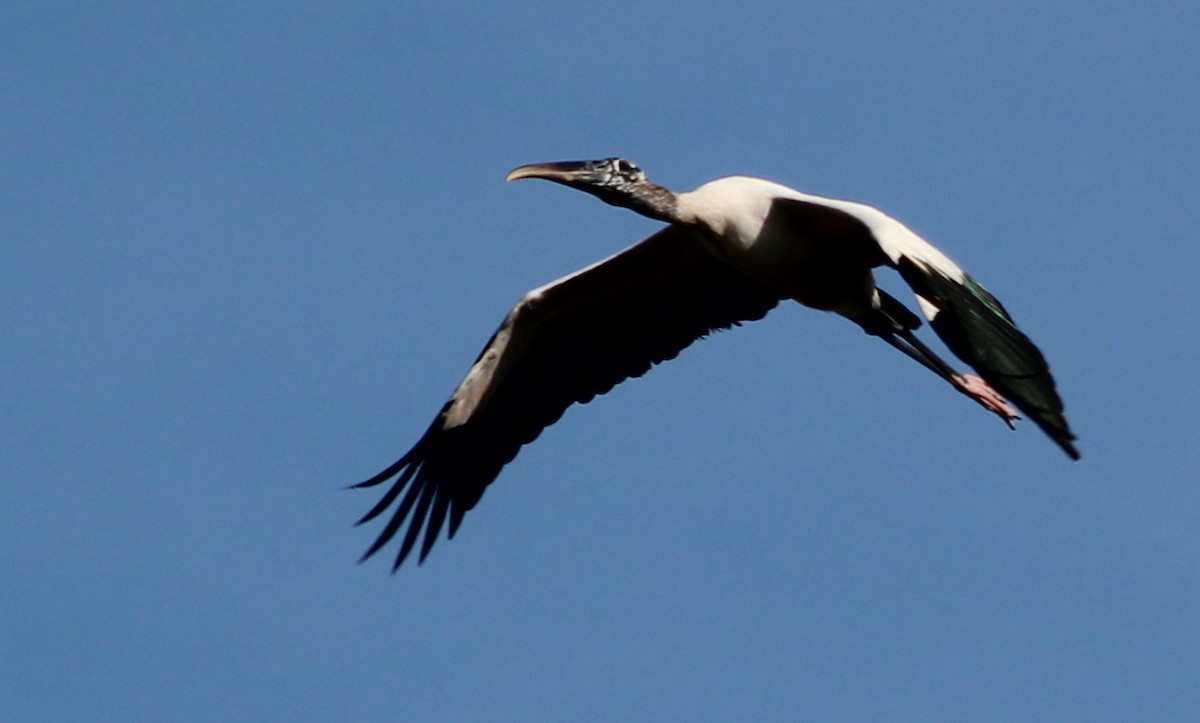 Wood Stork - Gary Leavens