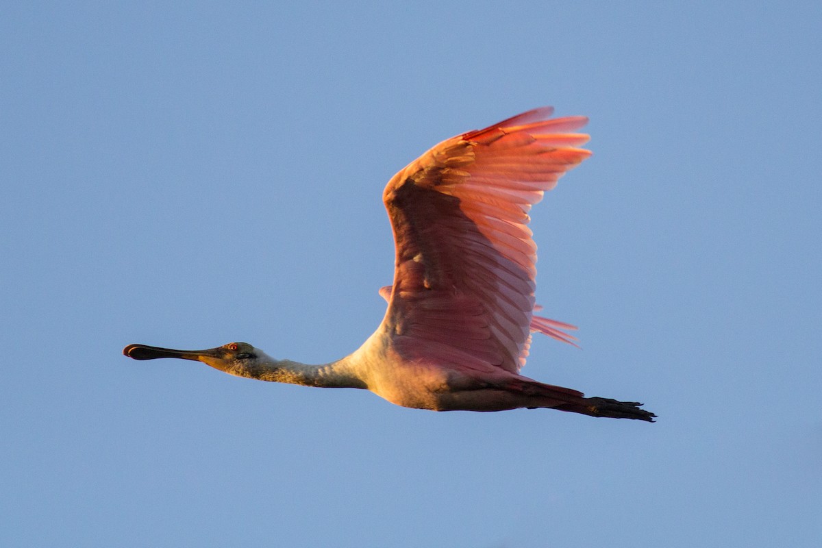 Roseate Spoonbill - Francis Canto Jr