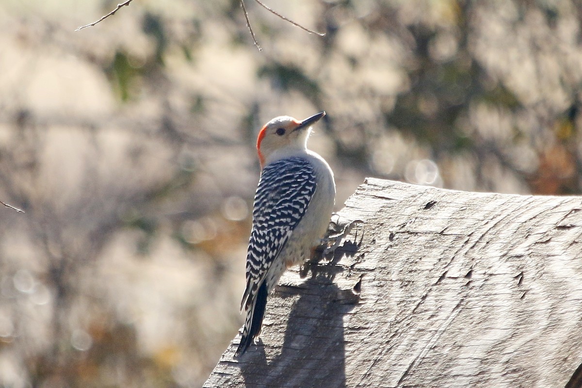 Red-bellied Woodpecker - Kaleb Kroeker