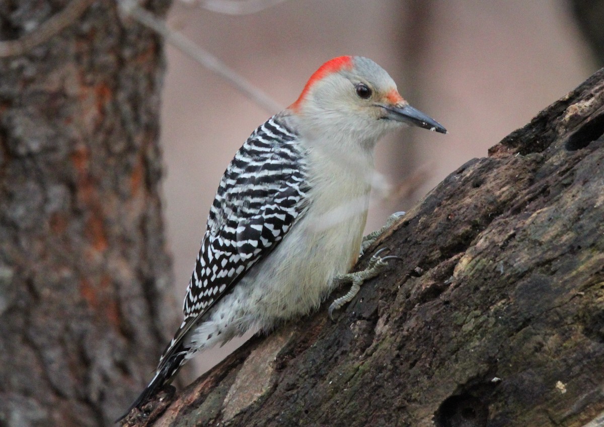Red-bellied Woodpecker - Tom Younkin