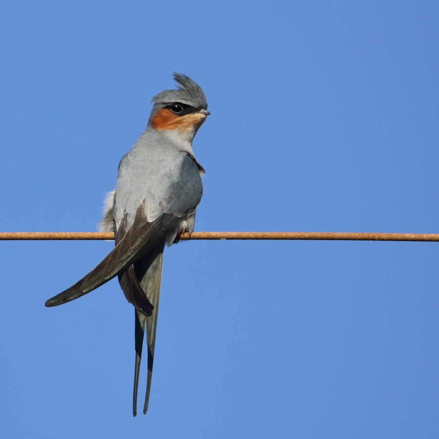 Crested Treeswift - Anonymous