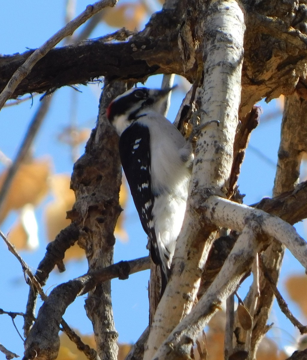 Downy Woodpecker (Rocky Mts.) - ML125617991