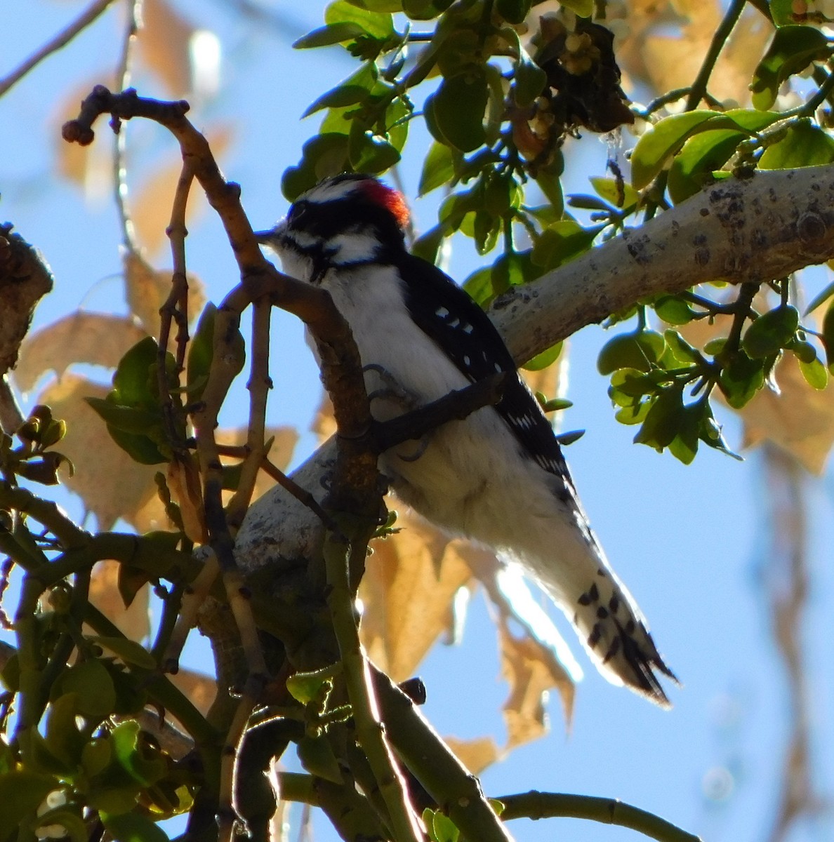 Downy Woodpecker (Rocky Mts.) - ML125618081