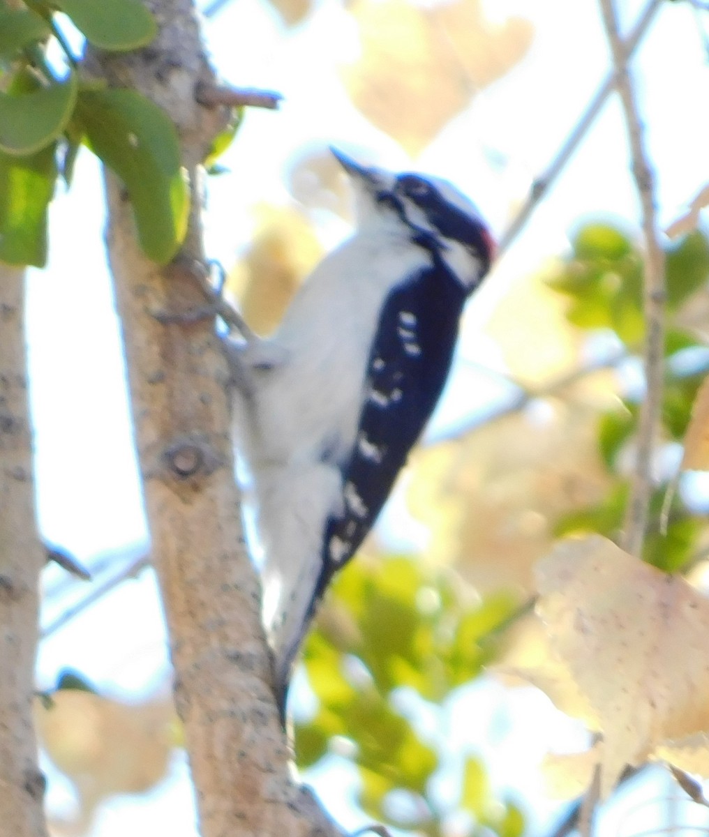 Downy Woodpecker (Rocky Mts.) - ML125618091