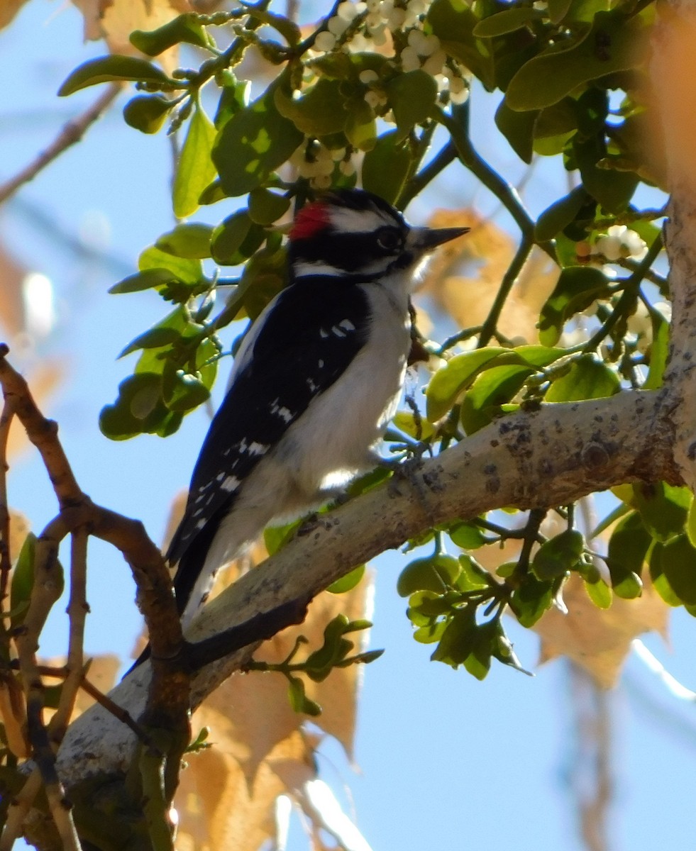 Downy Woodpecker (Rocky Mts.) - ML125618101