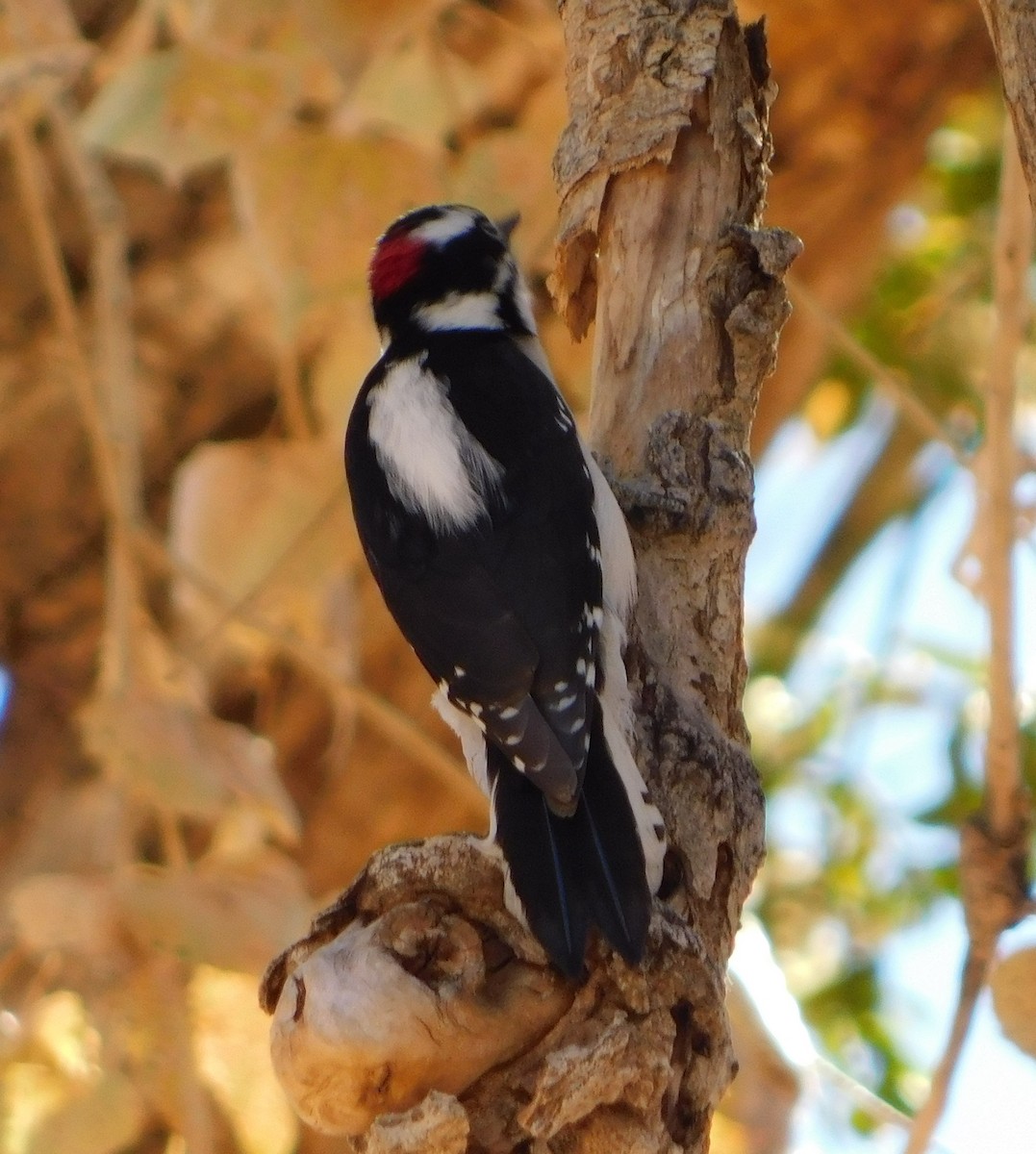 Downy Woodpecker (Rocky Mts.) - ML125618161