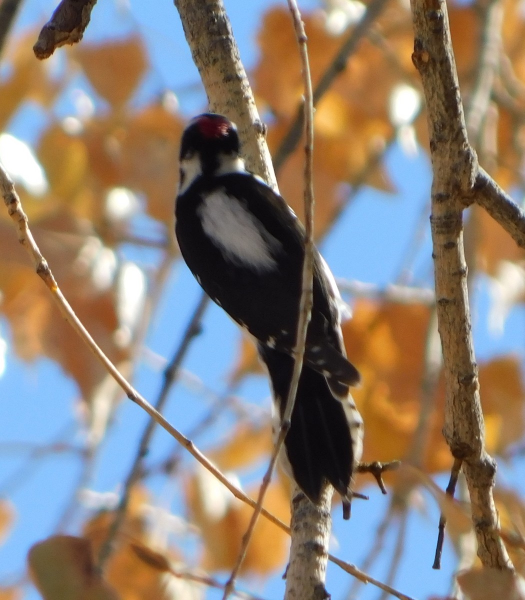 Downy Woodpecker (Rocky Mts.) - ML125618171
