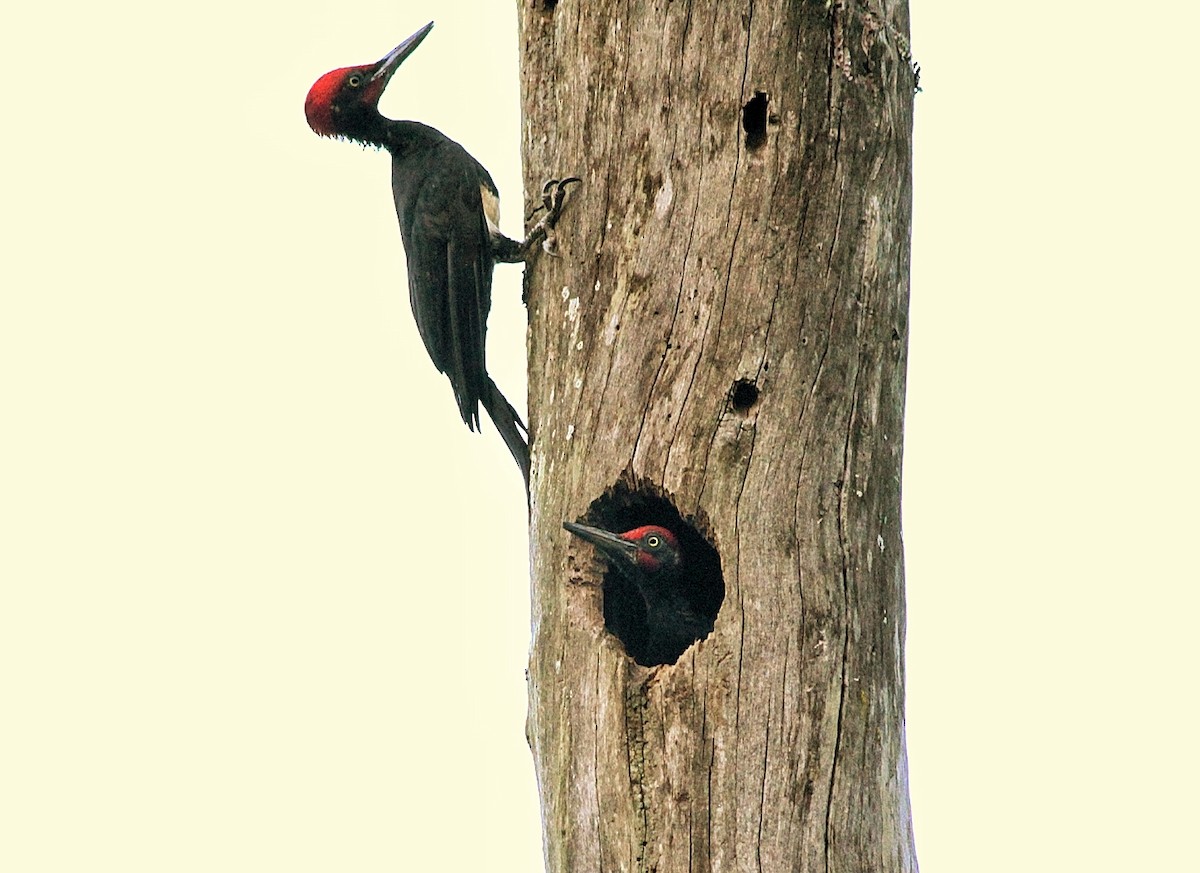 White-bellied Woodpecker - Sreehari K Mohan
