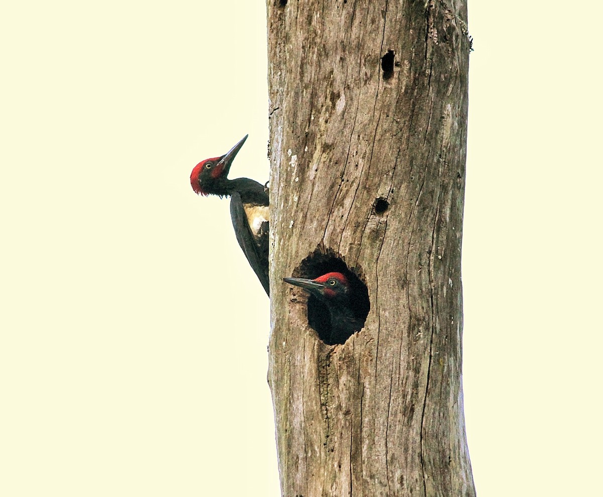 White-bellied Woodpecker - Sreehari K Mohan