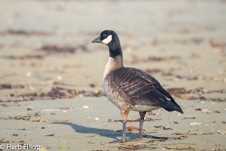 Cackling Goose (Aleutian), ML125622651