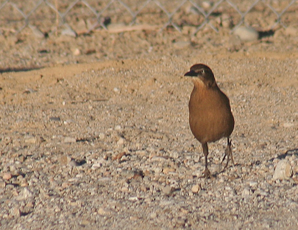Great-tailed Grackle - ML125625501