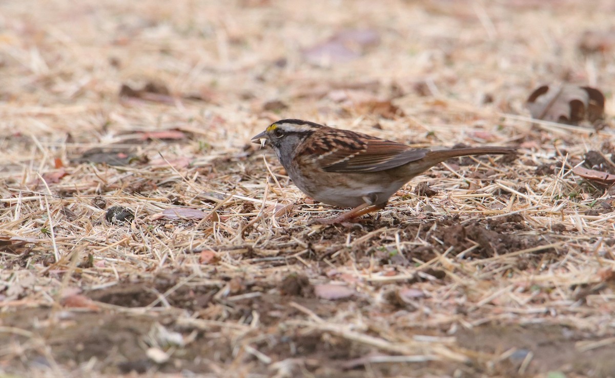 White-throated Sparrow - Albert Linkowski