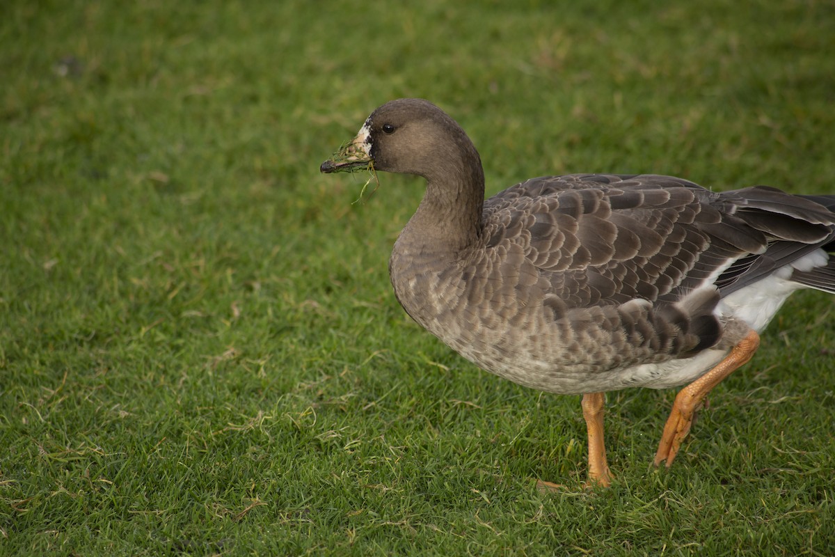 Greater White-fronted Goose - ML125626891