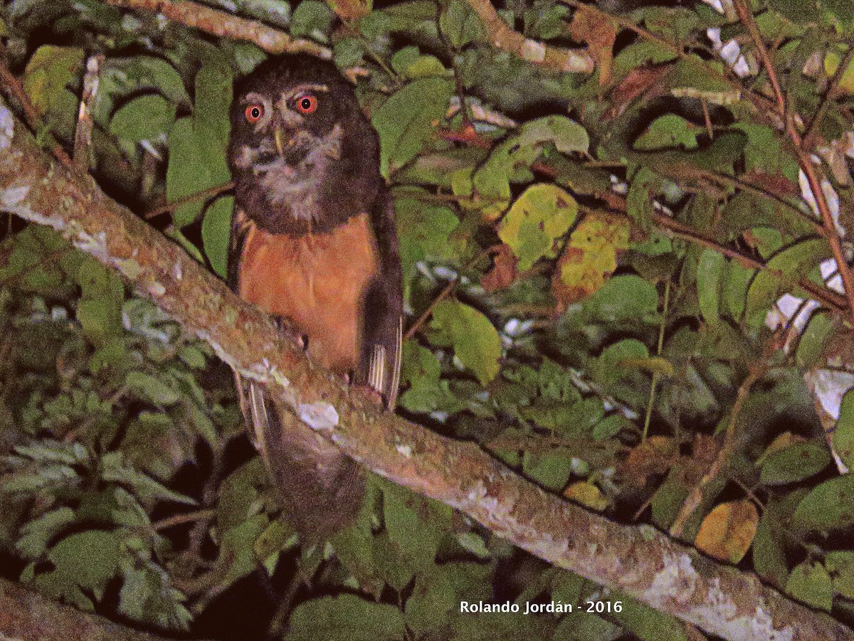 Spectacled Owl - Rolando Jordan