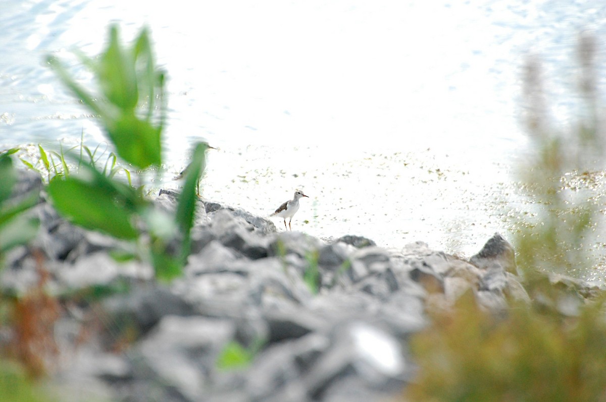 Spotted Sandpiper - Marc St. Onge