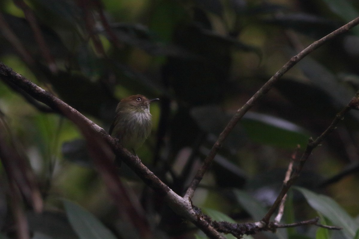 Scale-crested Pygmy-Tyrant - ML125628961