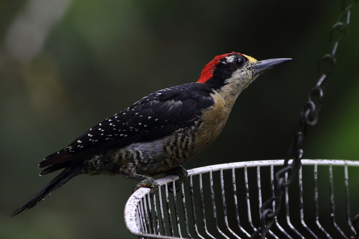 Black-cheeked Woodpecker - ML125629141